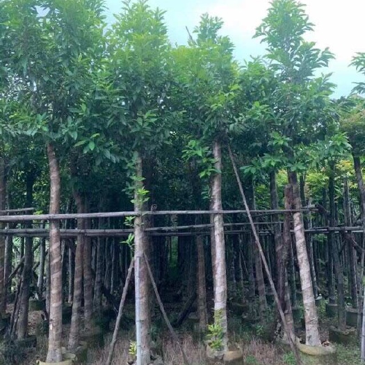 揭阳水翁（水榕）量大价优5～15公分