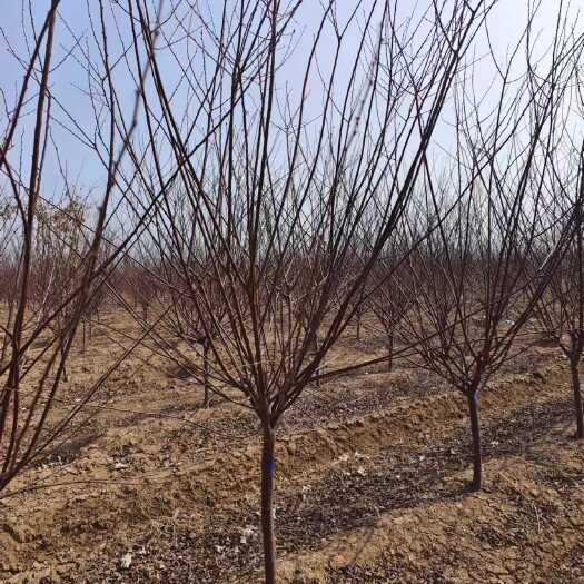 菏泽榆叶梅4-6公分  树形漂亮，基地直销