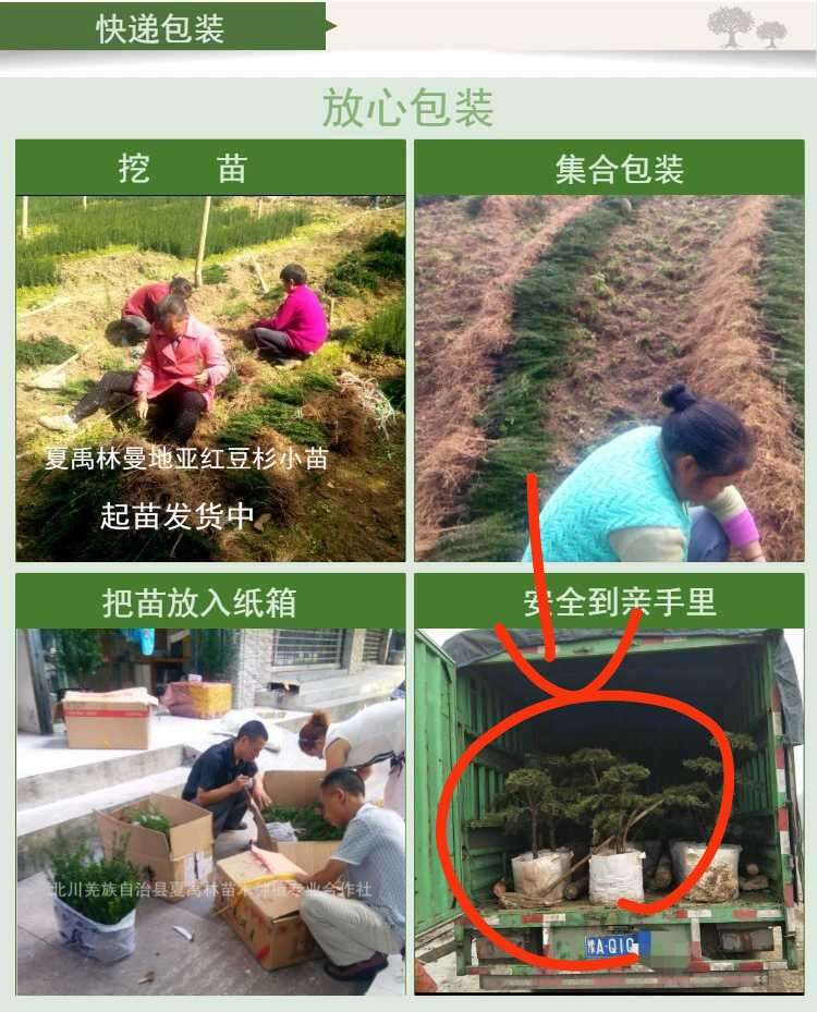 七叶树苗七叶树小苗工程绿化苗木行道园林苗木七叶树
