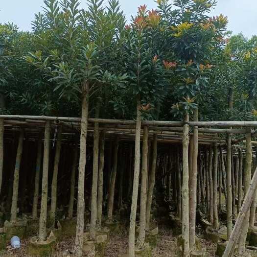 揭阳金蒲桃（黄金熊猫）大量供应5-12公分 量大价优