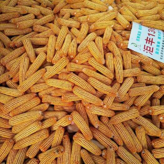 国审洰丰G136玉米种子 粉轴  春播夏播 厂家直销量大优惠