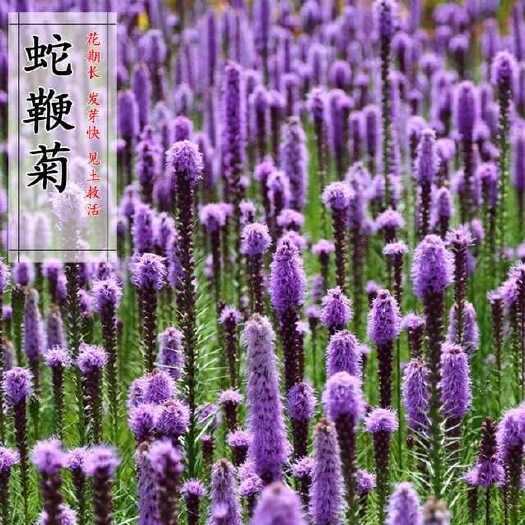 苏州蛇鞭菊种子蛇鞭草花种子庭院绿化景观阳台盆栽花籽多年生宿根耐寒