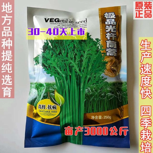 沭阳县茼蒿种子光杆茼蒿高产稳产耐热耐寒抗病爽脆味香优质提纯茼蒿种籽