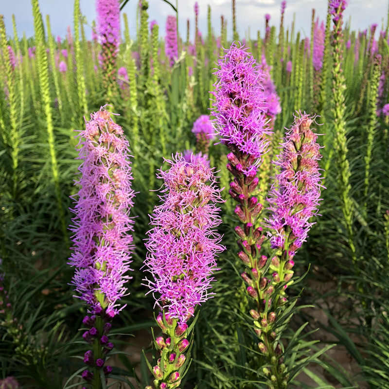 蛇鞭菊种子蛇鞭草花种子庭院绿化景观阳台盆栽花籽多年生宿根耐寒