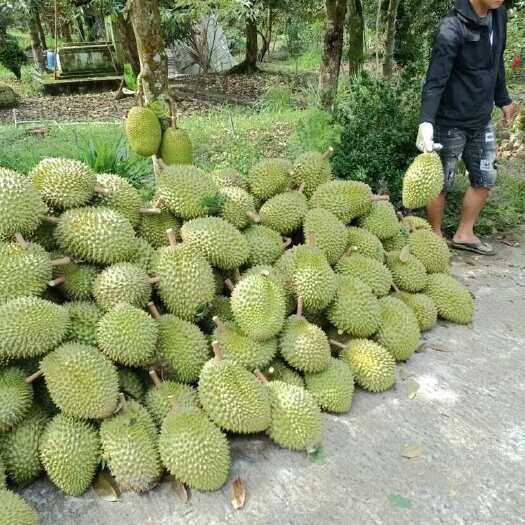 上思县榴莲（干尧）