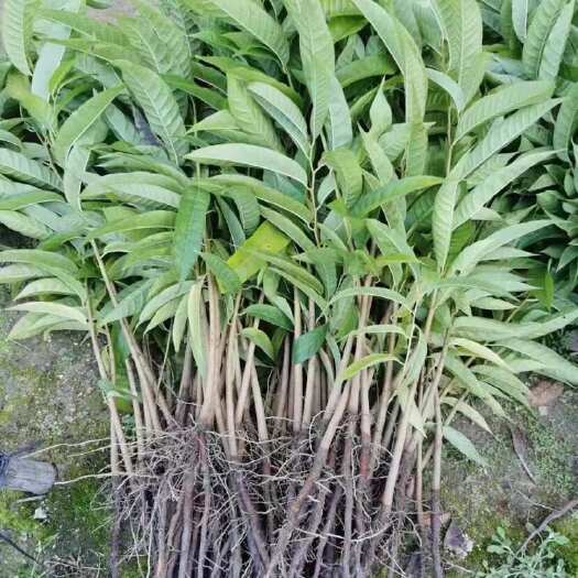 普宁市牛心番荔枝裸根实生苗