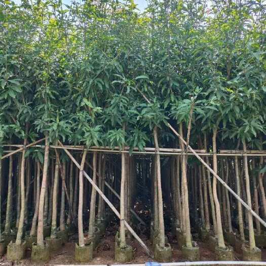 揭阳芒果树，绿化树大量供应（3～8）量大价优