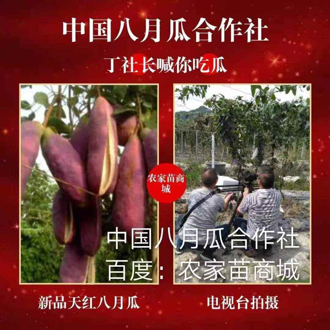 八月瓜苗无籽三年苗当年挂果无籽八月瓜水果苗 八月瓜合作社