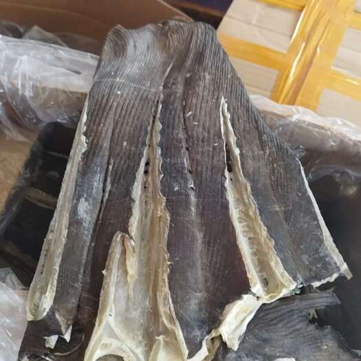 北海大条老板鱼干