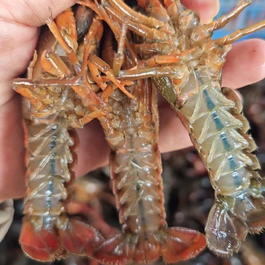 广州湖北潜江鲜活小龙虾