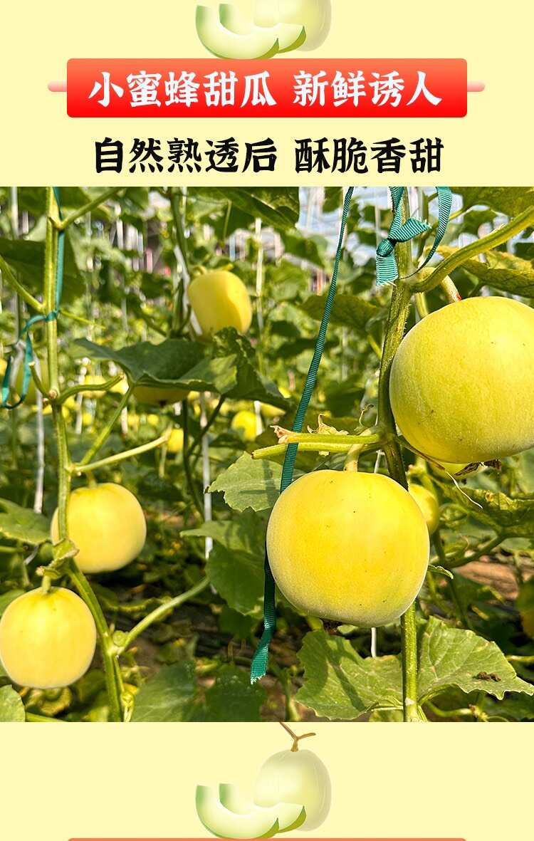 山东吊秧星甜小蜜蜂蜜罐甜瓜 保质保量 产地直发 坏果包赔