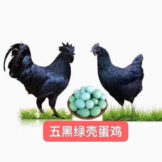 南宁五黑一绿鸡苗 包邮包打疫苗