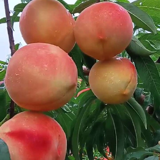 平度市中华蜜桃
