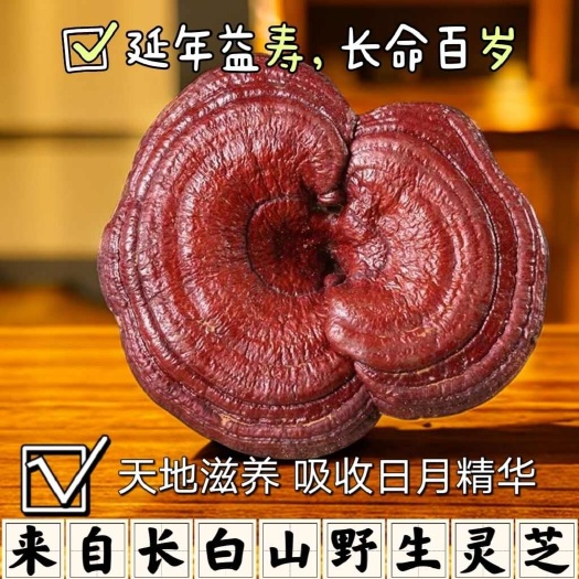 【灵芝】长白山灵芝深山泡酒泡茶切片正品整枝林芝