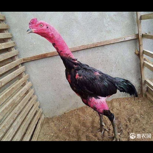 南宁斗鸡苗 包邮，货真价实