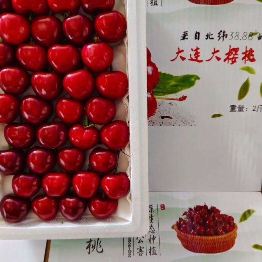 瓦房店市正宗大连美早大樱桃