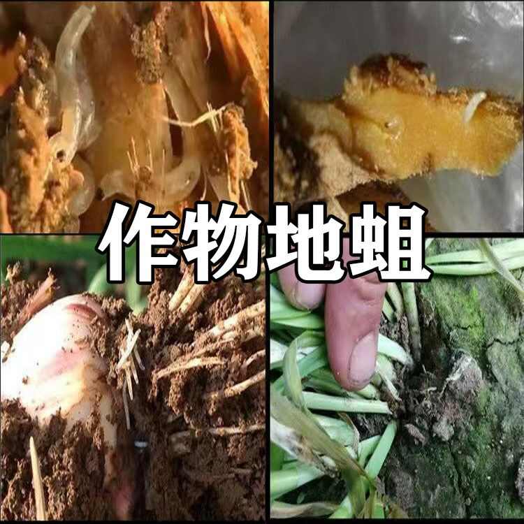 地蛆药组合 蒜蛆韭蛆姜蛆特药 1000ml冲一亩 含特