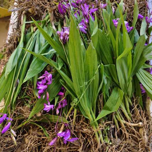 池州紫花三叉大白芨露天训化三年大苗高亩产量大