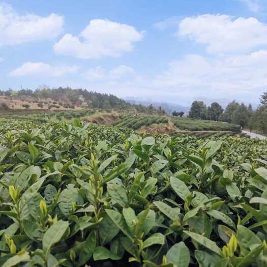 石阡县龙井43扁茶