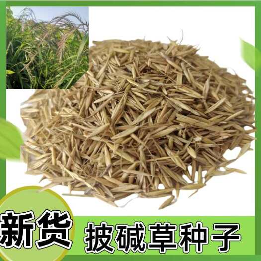 隆德县披碱草种子牧草种子耐寒耐旱耐盐碱青贮饲草籽