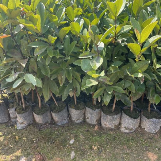广州巴西樱桃苗 大叶巴西樱桃