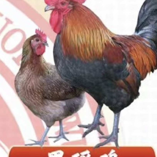 南宁黑瑶鸡苗 货真价实，成活率高