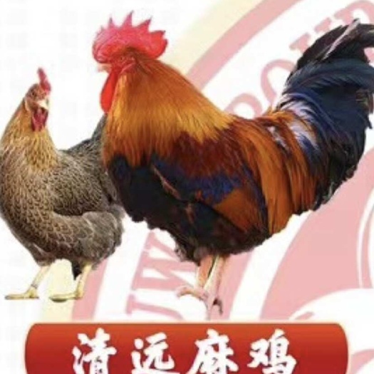 南宁清远麻鸡苗 包邮包打疫苗