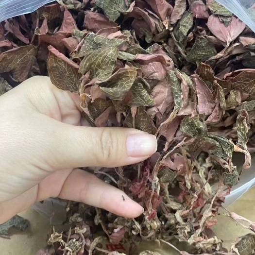 金线莲大量批发价格实惠