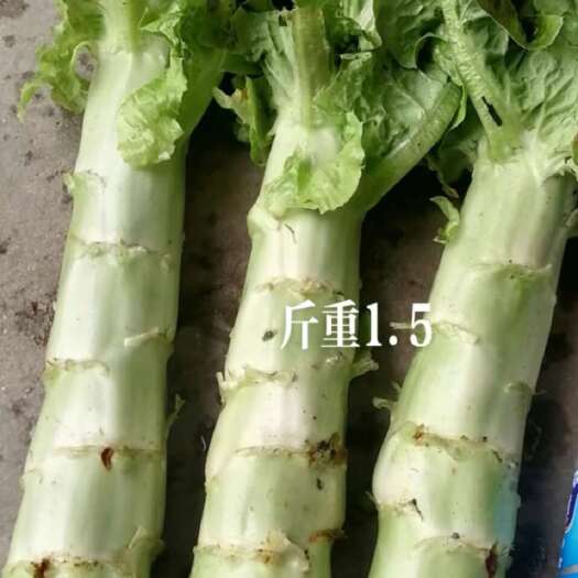 红叶莴笋