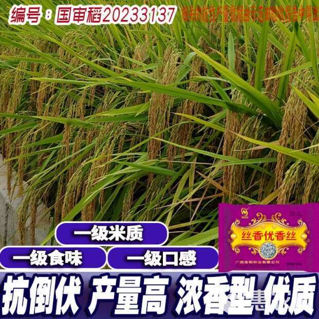 国审一级杂交水稻种子长粒稻谷种子香米抗病长粒早中晚稻谷种
