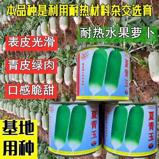 沭阳县夏青玉青萝卜种子冰糖水果萝卜生吃脆甜盆栽四季播农家蔬菜种籽