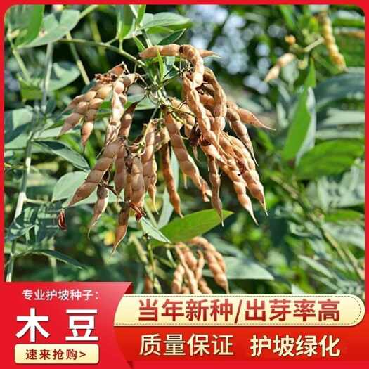 南京木豆种子观音豆 柳豆 豆蓉 树豆 树黄豆新采护坡灌木籽边坡固