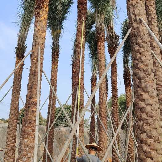 漳州中东海枣银海枣全国最大种植基地直销杆高7米以上精品银海枣地苗