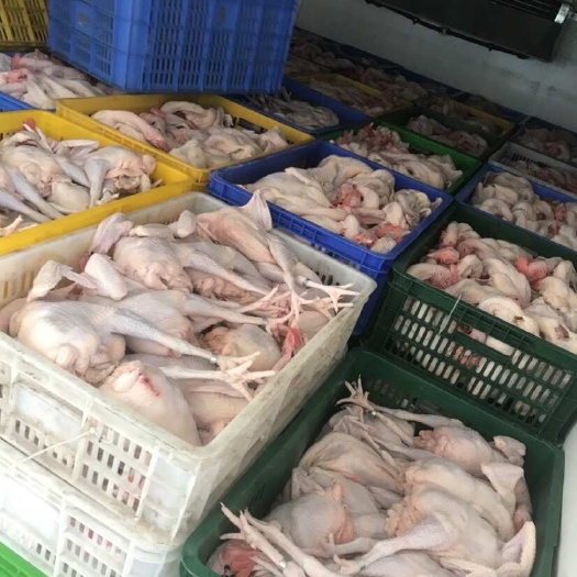 博罗县新鲜海南特产正品文昌鸡次鸡惠州屠宰场