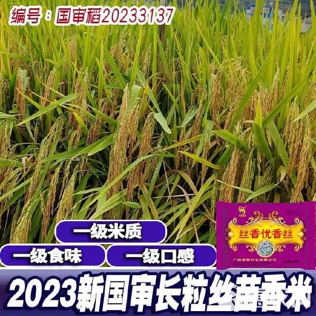 国审一级杂交水稻种子长粒稻谷种子香米抗病长粒早中晚稻谷种
