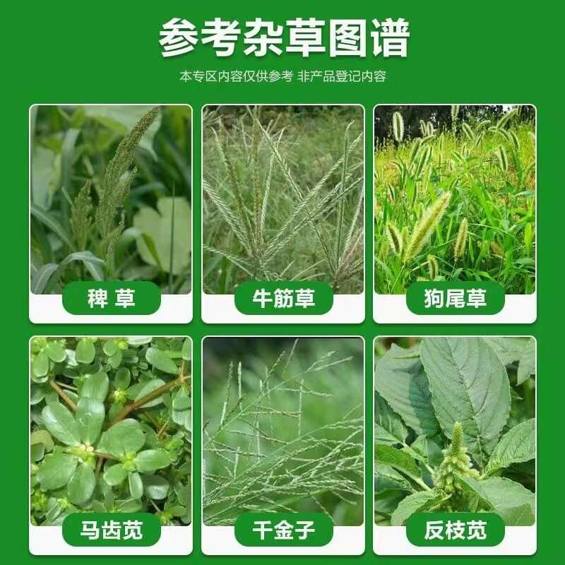 老牌50%乙草胺大豆玉米棉花大蒜杀草籽封闭式除草剂