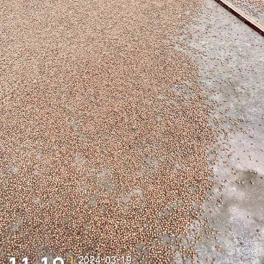 进贤县苦槠子