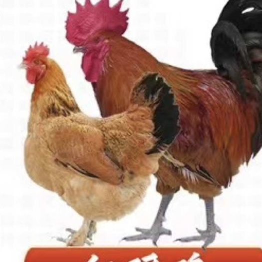 南宁红瑶鸡苗 货真价实，包邮包疫苗