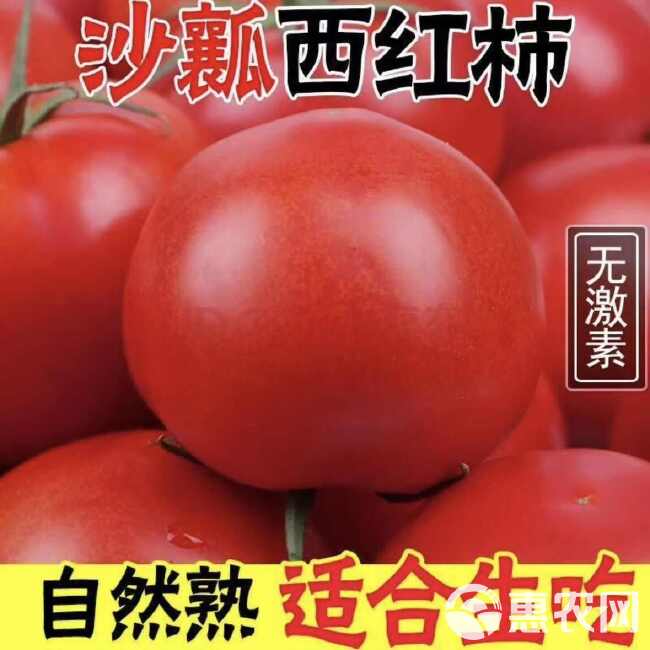 [包邮]普罗旺斯西红柿新鲜生吃沙瓤大番茄老品种超甜