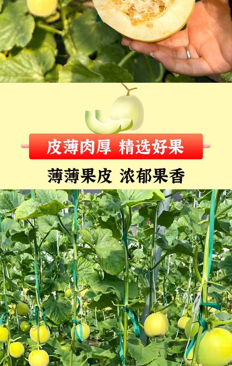 山东吊秧星甜小蜜蜂蜜罐甜瓜 保质保量 产地直发 坏果包赔