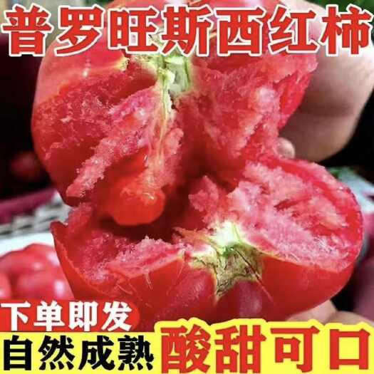 潍坊[包邮]普罗旺斯西红柿新鲜生吃沙瓤大番茄老品种超甜