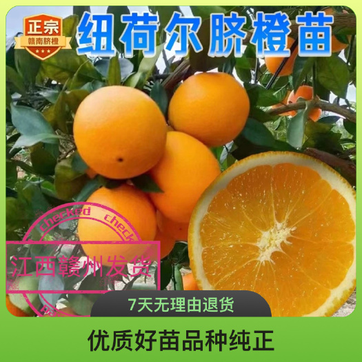 安远县赣南脐橙嫁接苗，赣南脐橙苗