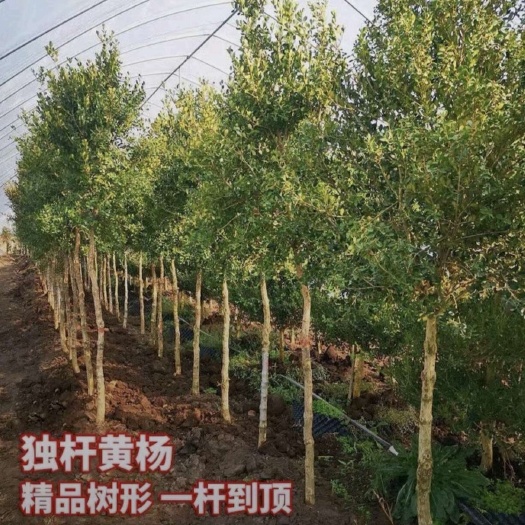 郯城县沂蒙黄杨 瓜子黄杨  高杆黄杨 高杆瓜子黄杨