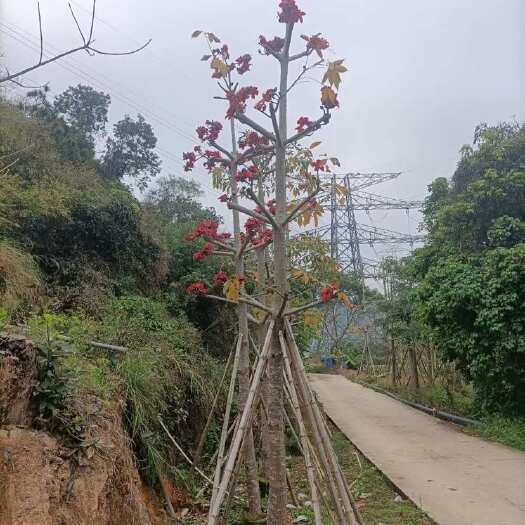 揭阳英雄树（本地木棉）大量供应10～20公分 量大价优