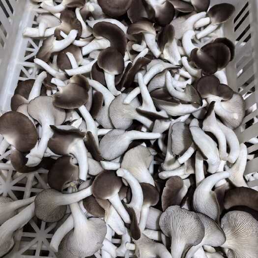 丰顺县秀珍菇