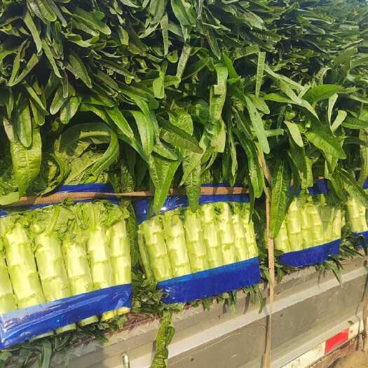 兰陵县山东兰陵莴苣，代收代发各大批发市场、超市、电商