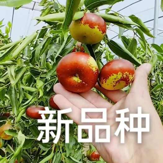 滨州沾化三代冬枣树