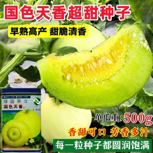 宿迁日本引进甜瓜种子早熟抗病耐热耐湿国色天香甜瓜种甜蜜蜜甜瓜种子