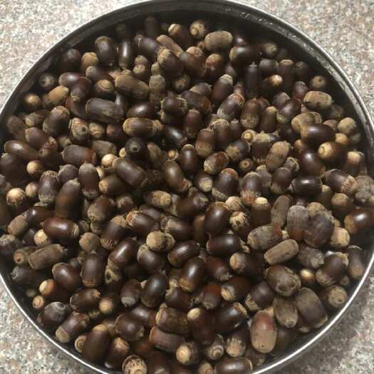 揭西县狗鞭果批发