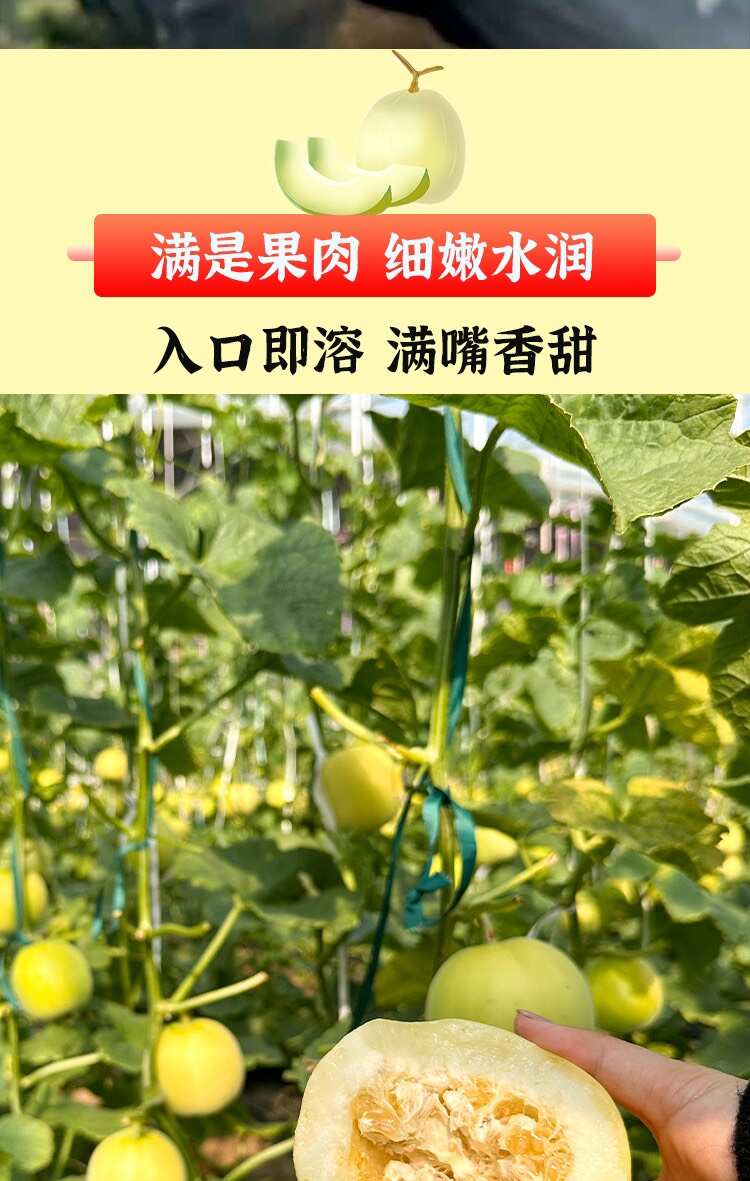 山东吊秧星甜小蜜蜂蜜罐甜瓜 保质保量 产地直发 坏果包赔